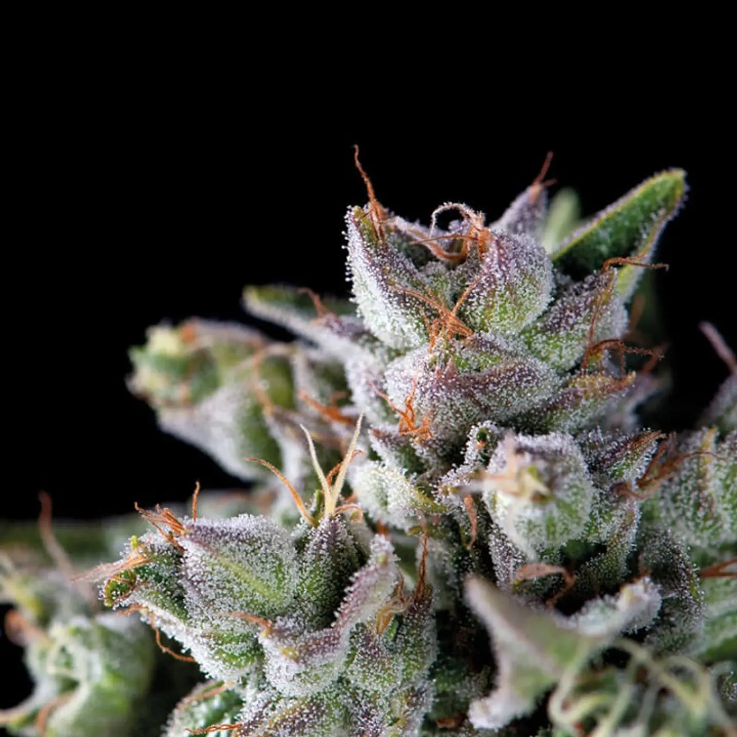Gorila Feminizada 3+1 – Pyramid Seeds 2