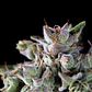 Gorila Feminizada 3+1 – Pyramid Seeds - Miniatura 2