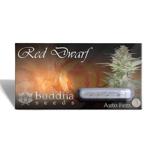 Red Dwarf Auto 3+1 – Buddha Seeds