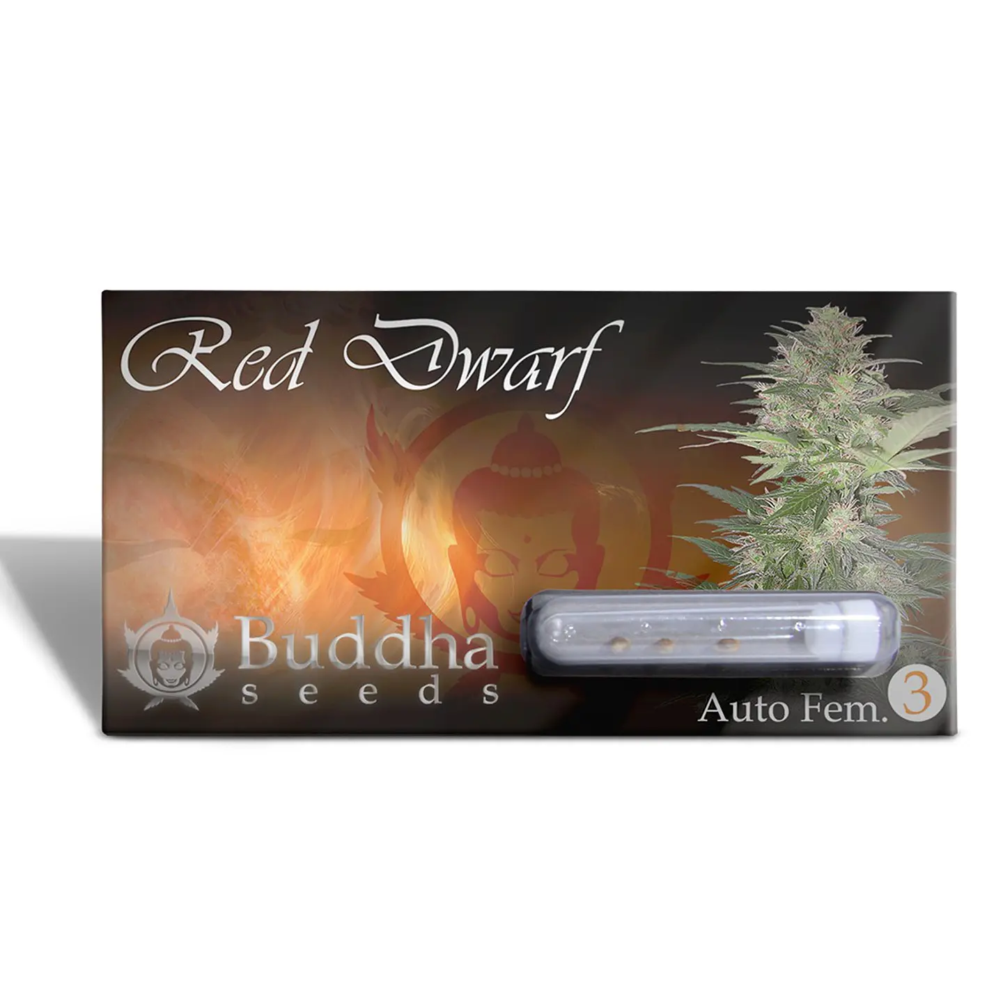 Red Dwarf Auto 3+1 – Buddha Seeds 1