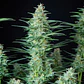 Red Dwarf Auto 3+1 – Buddha Seeds - Miniatura 2
