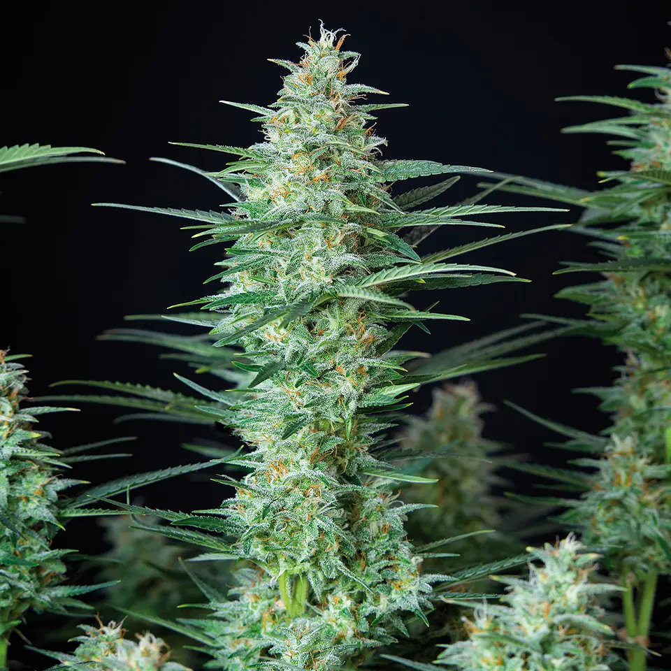 Red Dwarf Auto 3+1 – Buddha Seeds 2