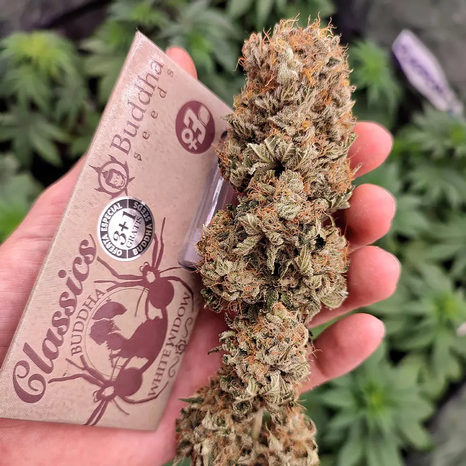 Auto White Widow Classics 3+1 – Buddha Seeds 2