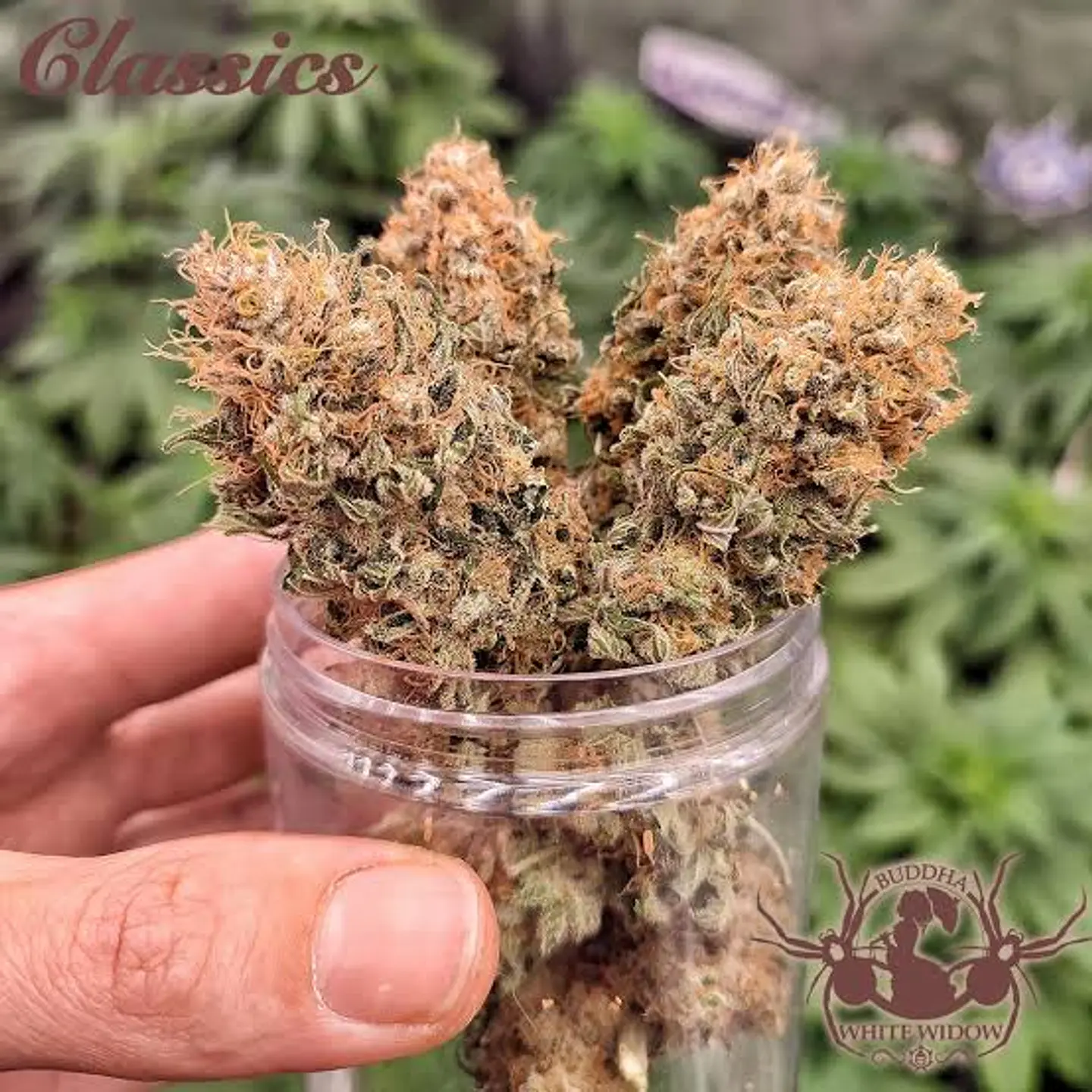 Auto White Widow Classics 3+1 – Buddha Seeds 3