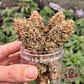 Auto White Widow Classics 3+1 – Buddha Seeds - Miniatura 3