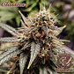 Auto Skunk Classics 3+1 – Buddha Seeds - Miniatura 2