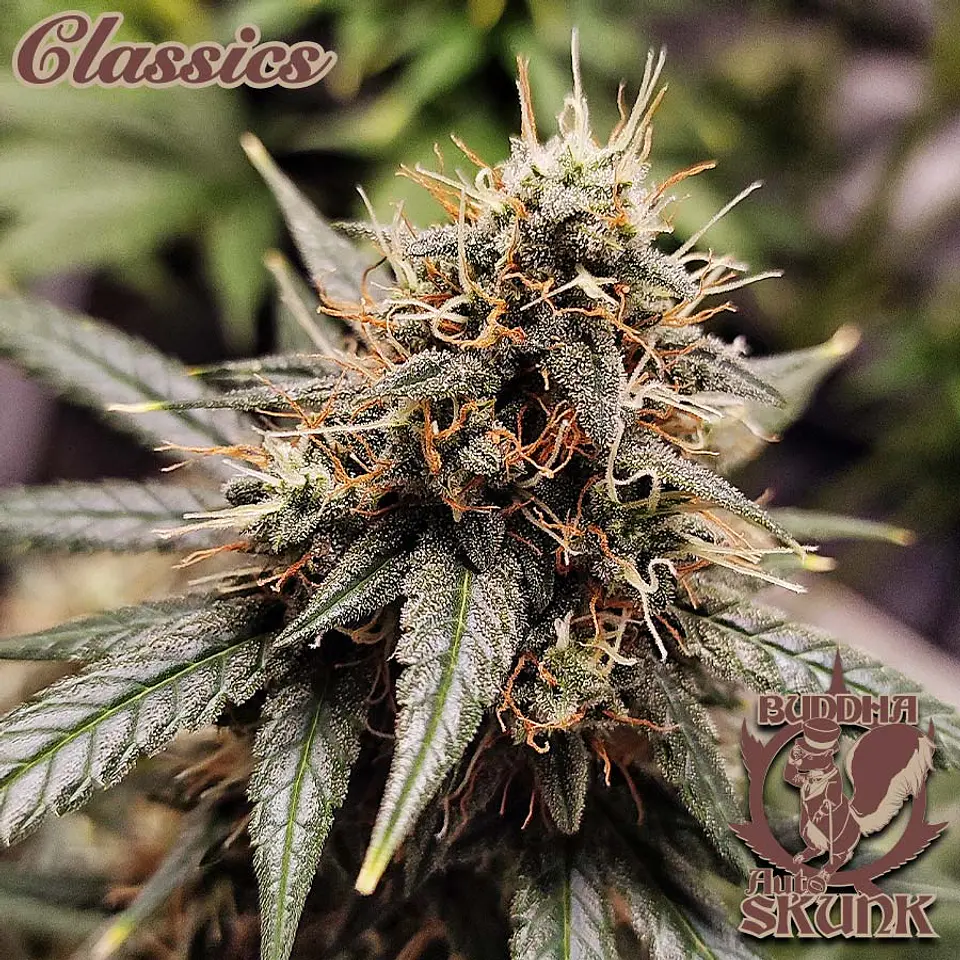 Auto Skunk Classics 3+1 – Buddha Seeds 2