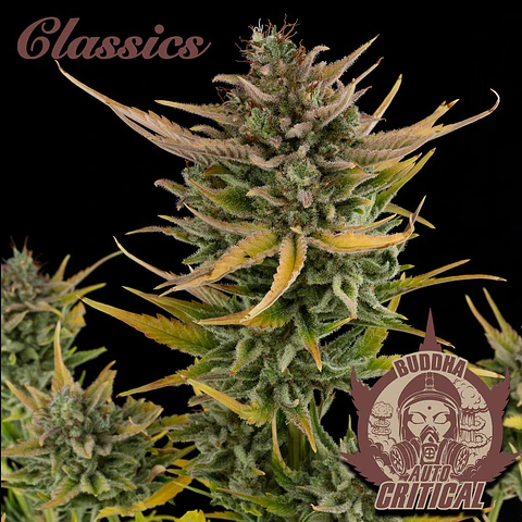Auto Critical Classics 3+1 – Buddha Seeds