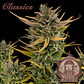 Auto Critical Classics 3+1 – Buddha Seeds - Miniatura 1