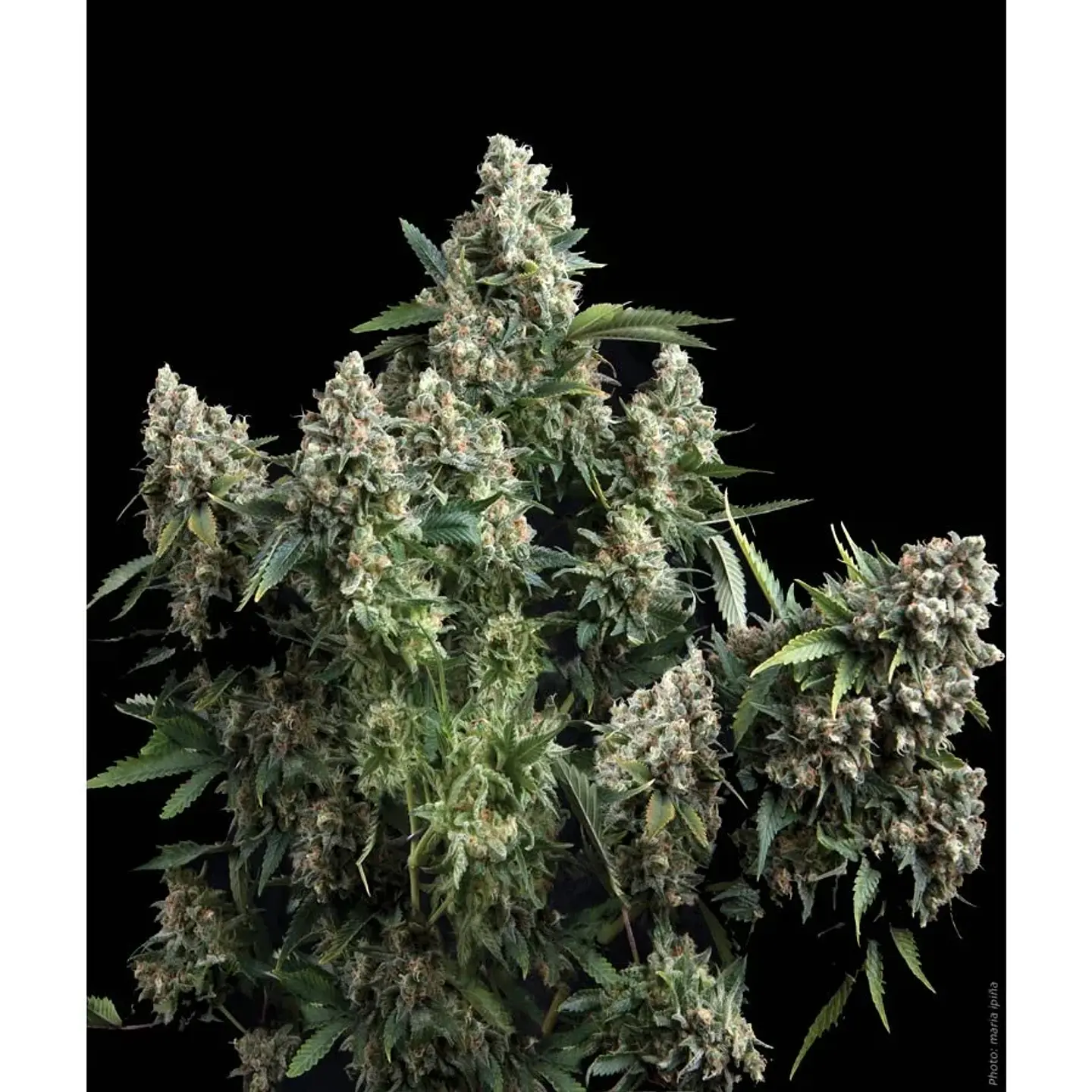 Tutankhamon Feminizada 3+1 – Pyramid Seeds 2