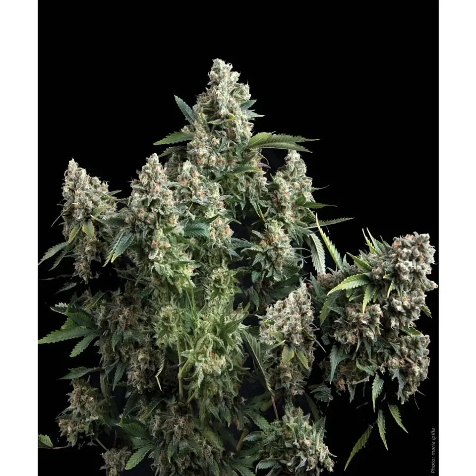 Tutankhamon Feminizada 3+1 – Pyramid Seeds 2