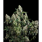 Tutankhamon Feminizada – Pack 100 Semillas | Pyramid Seeds - Miniatura 2