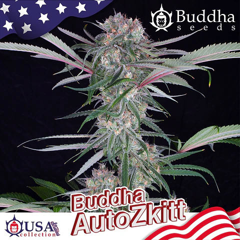 Auto Zkitt USA 3+1 – Buddha Seeds