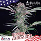 Auto Zkitt USA 3+1 – Buddha Seeds - Miniatura 1