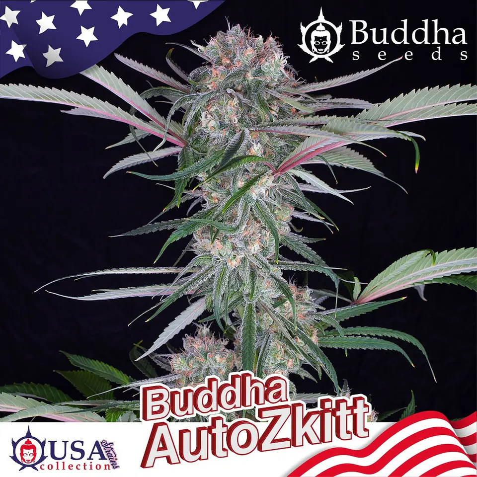 Auto Zkitt USA 3+1 – Buddha Seeds 1