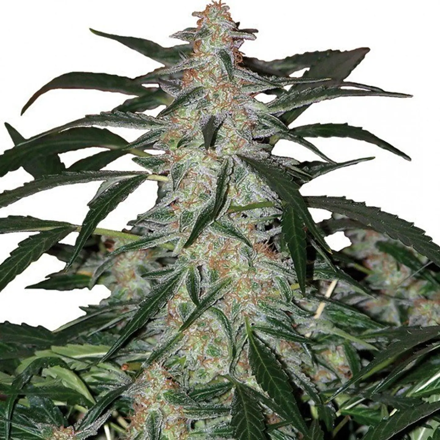 Deimos Auto 3+1 – Buddha Seeds 2