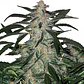 Deimos Auto 3+1 – Buddha Seeds - Miniatura 2