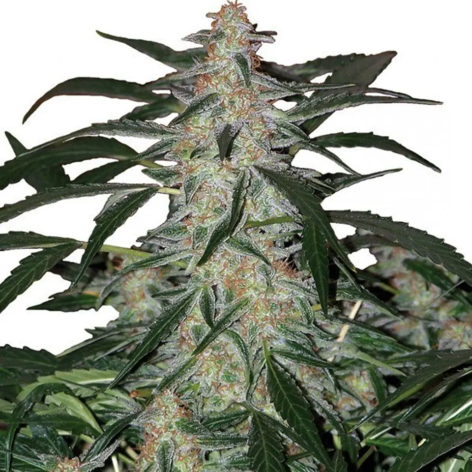 Deimos Auto 3+1 – Buddha Seeds 2