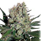 Syrup Auto 3+1 – Buddha Seeds - Miniatura 2