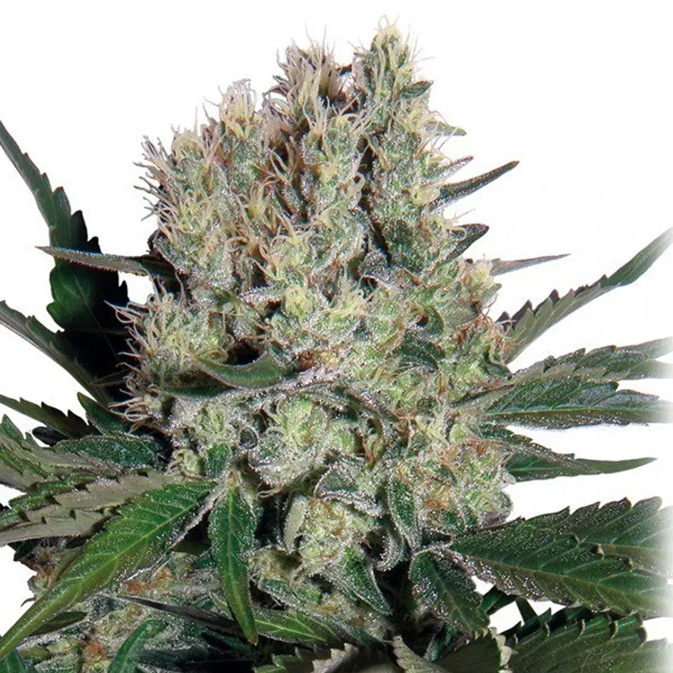Syrup Auto 3+1 – Buddha Seeds 2