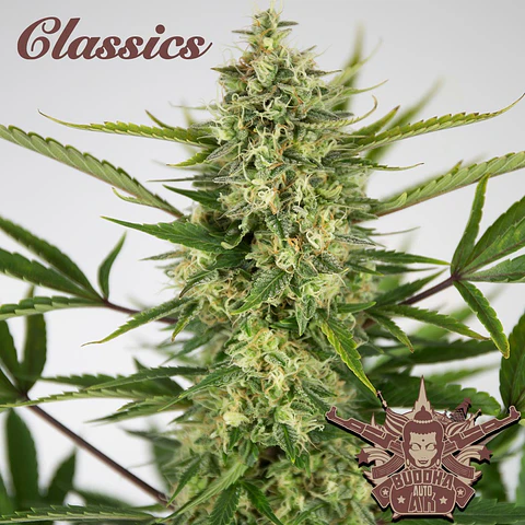 Auto AK Classics 3+1 – Buddha Seeds 