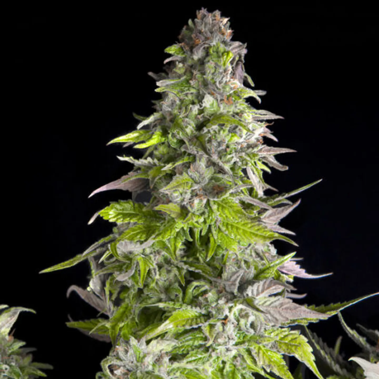 Romulan Feminizada 3+1 – Pyramid Seeds 2