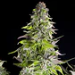 Romulan Feminizada 3+1 – Pyramid Seeds - Miniatura 2