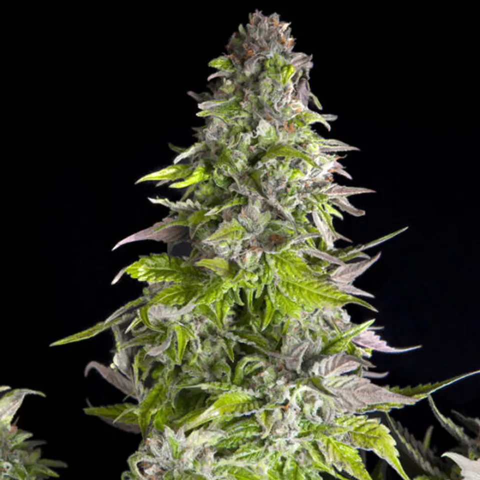 Romulan Feminizada 3+1 – Pyramid Seeds 2