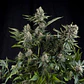 CBD White Widow Feminizada 3+1 – Pyramid Seeds - Miniatura 1