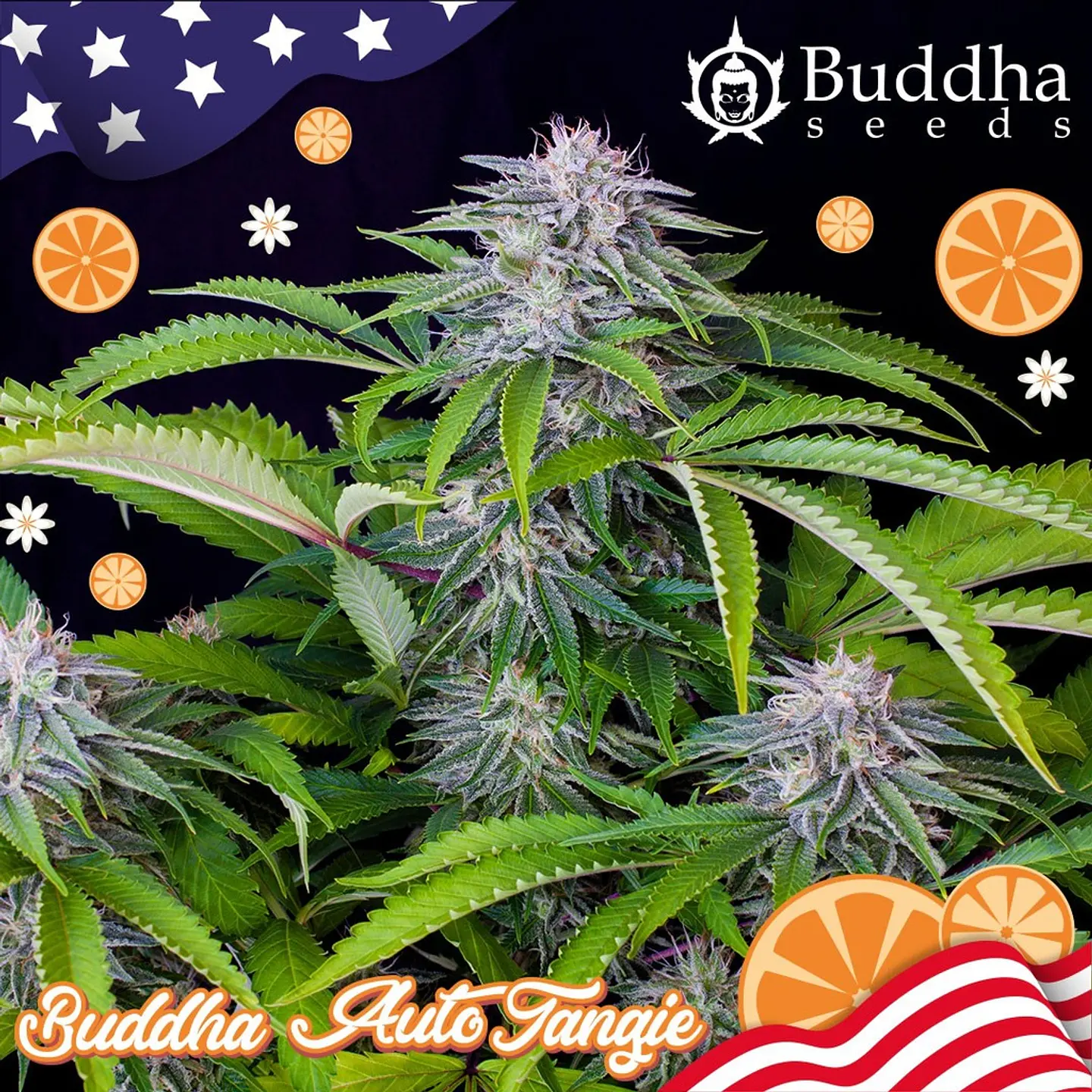 Auto Tangie USA 3+1 – Buddha Seeds 1
