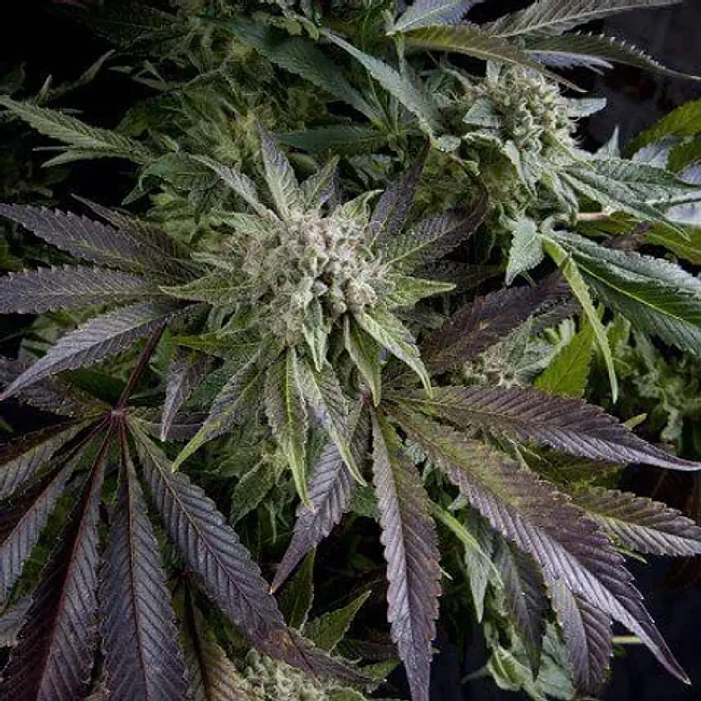 Ice Cream Feminizada 3+1 – Pyramid Seeds 2