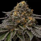 Ice Cream Feminizada 3+1 – Pyramid Seeds - Miniatura 3
