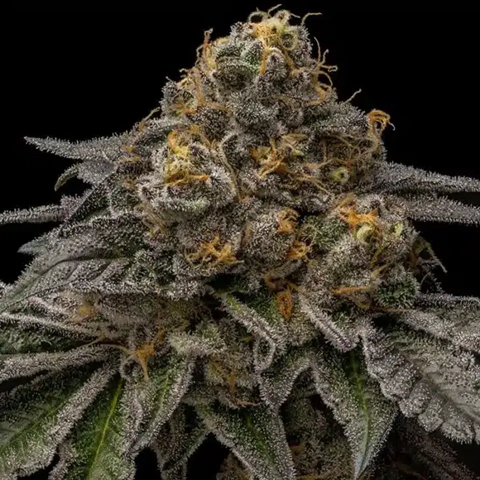 Ice Cream Feminizada 3+1 – Pyramid Seeds 3