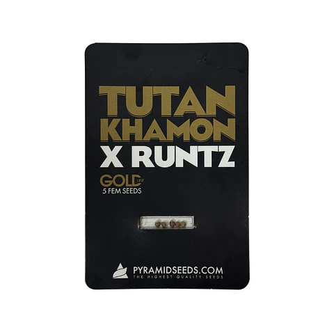 Tutankhamon X Runtz Gold Line X5 Unidades – Pyramid Seeds