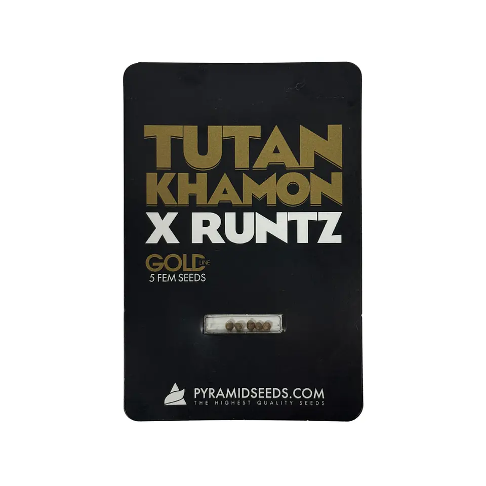 Tutankhamon X Runtz Gold Line X5 Unidades – Pyramid Seeds 1