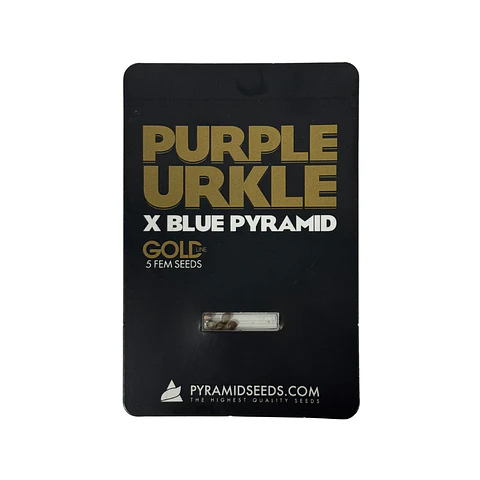 Purple Urkle X Blue Pyramid Gold Line X5 Unidades – Pyramid Seeds