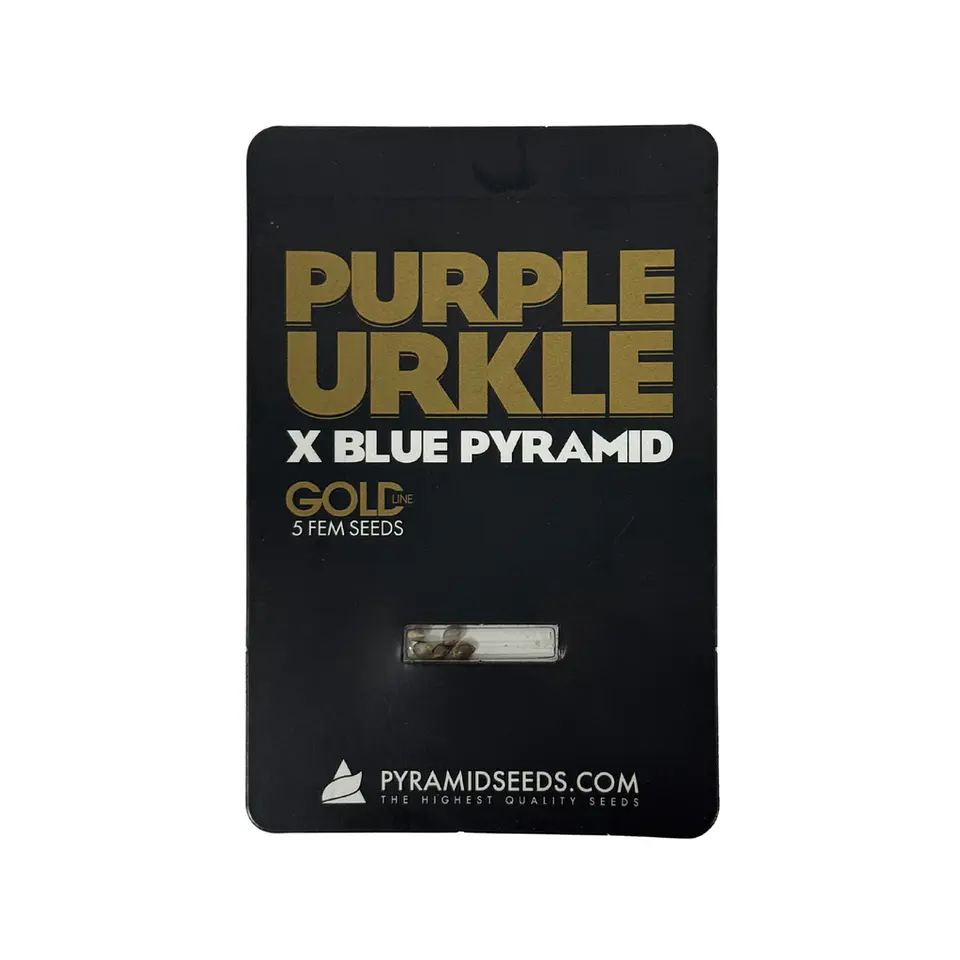 Purple Urkle X Blue Pyramid Gold Line X5 Unidades – Pyramid Seeds 1