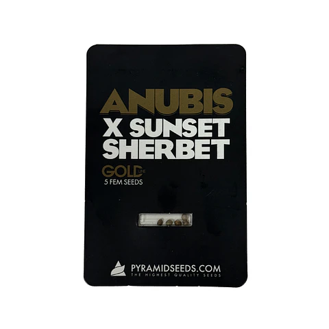 Anubis X Sunset Sherbet Gold Line X5 Unidades – Pyramid Seeds