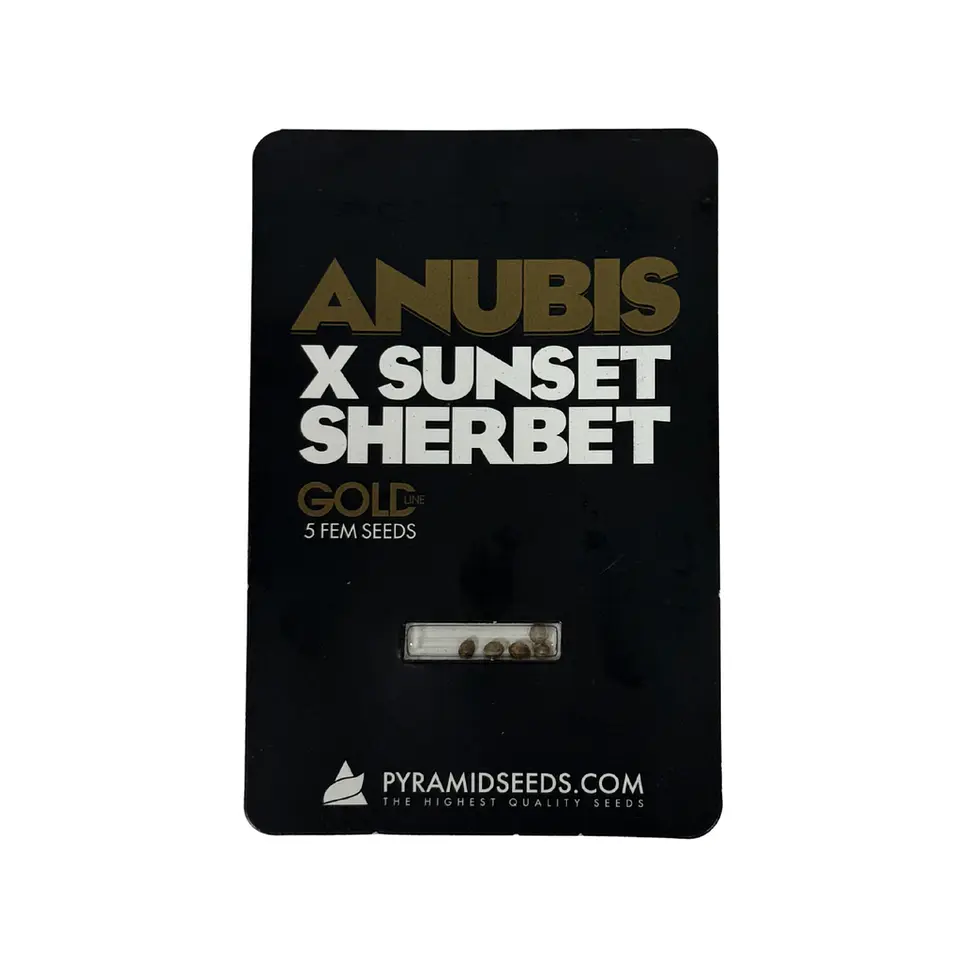 Anubis X Sunset Sherbet Gold Line X5 Unidades – Pyramid Seeds 1