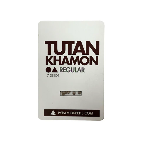 Tutankhamon Regular X7 Unidades – Pyramid Seeds