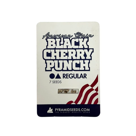 Black Cherry Punch Regular X7 Unidades – Pyramid Seeds
