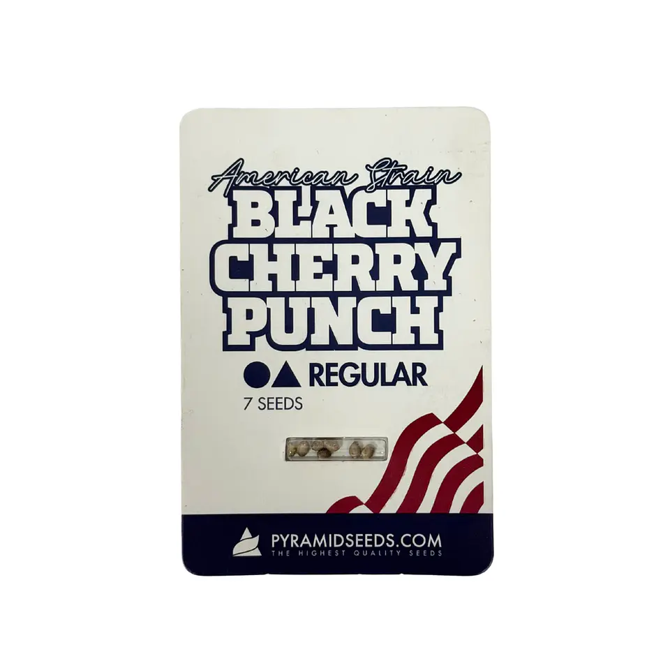 Black Cherry Punch Regular X7 Unidades – Pyramid Seeds 1