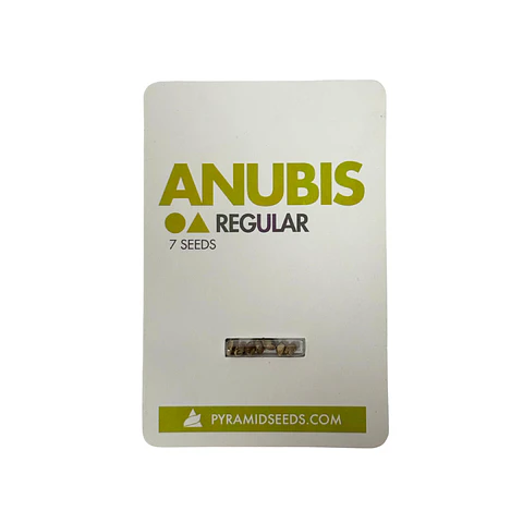 Anubis Regular X7 Unidades – Pyramid Seeds
