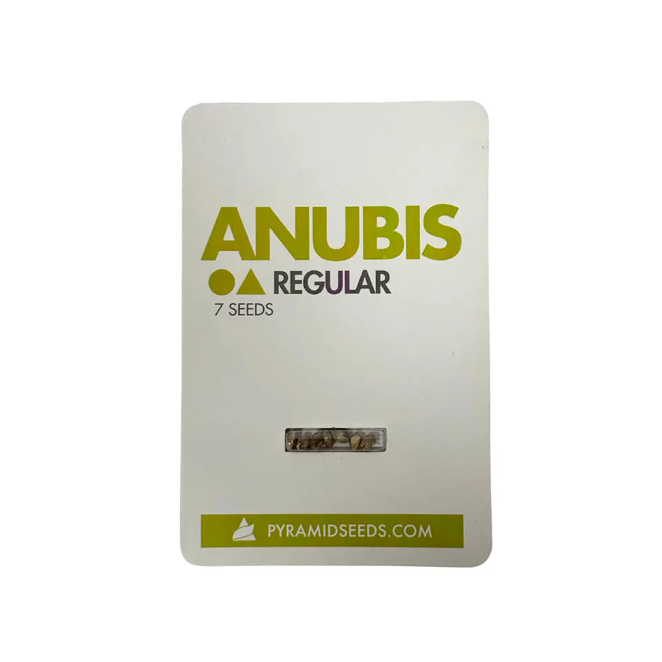 Anubis Regular X7 Unidades – Pyramid Seeds 1