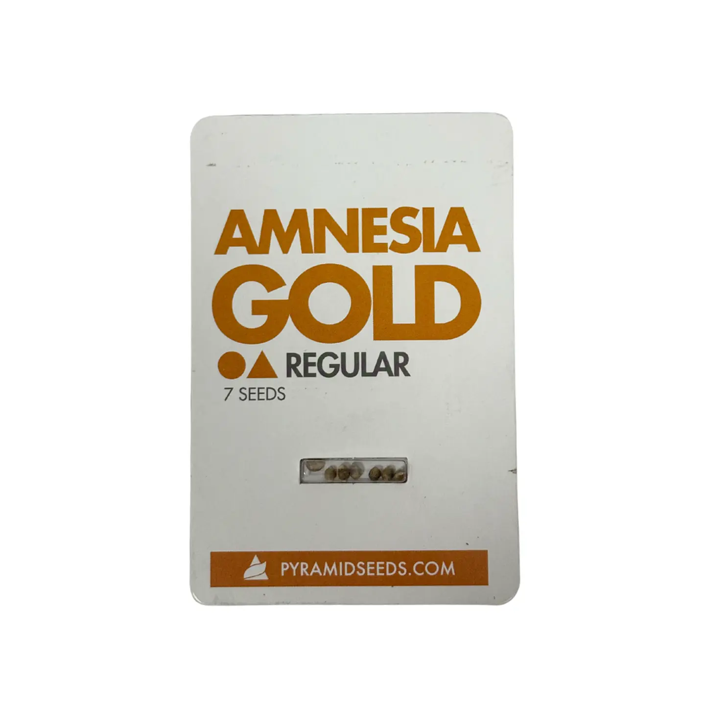 Amnesia Gold Regular X7 Unidades – Pyramid Seeds 1