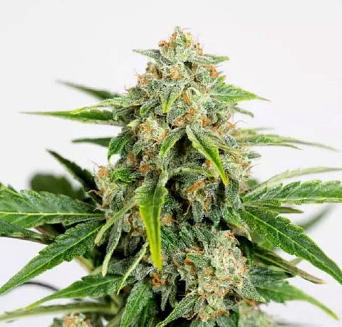 Amnesia CBD Pure Auto X3 – Humboldt Seeds