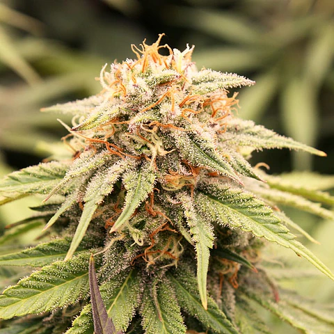 Prizmatic Feminizada X3 – Humboldt Seeds