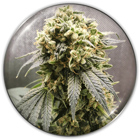 Superfruit CBD X 3 (+ 2 Promo) – Medical Seeds