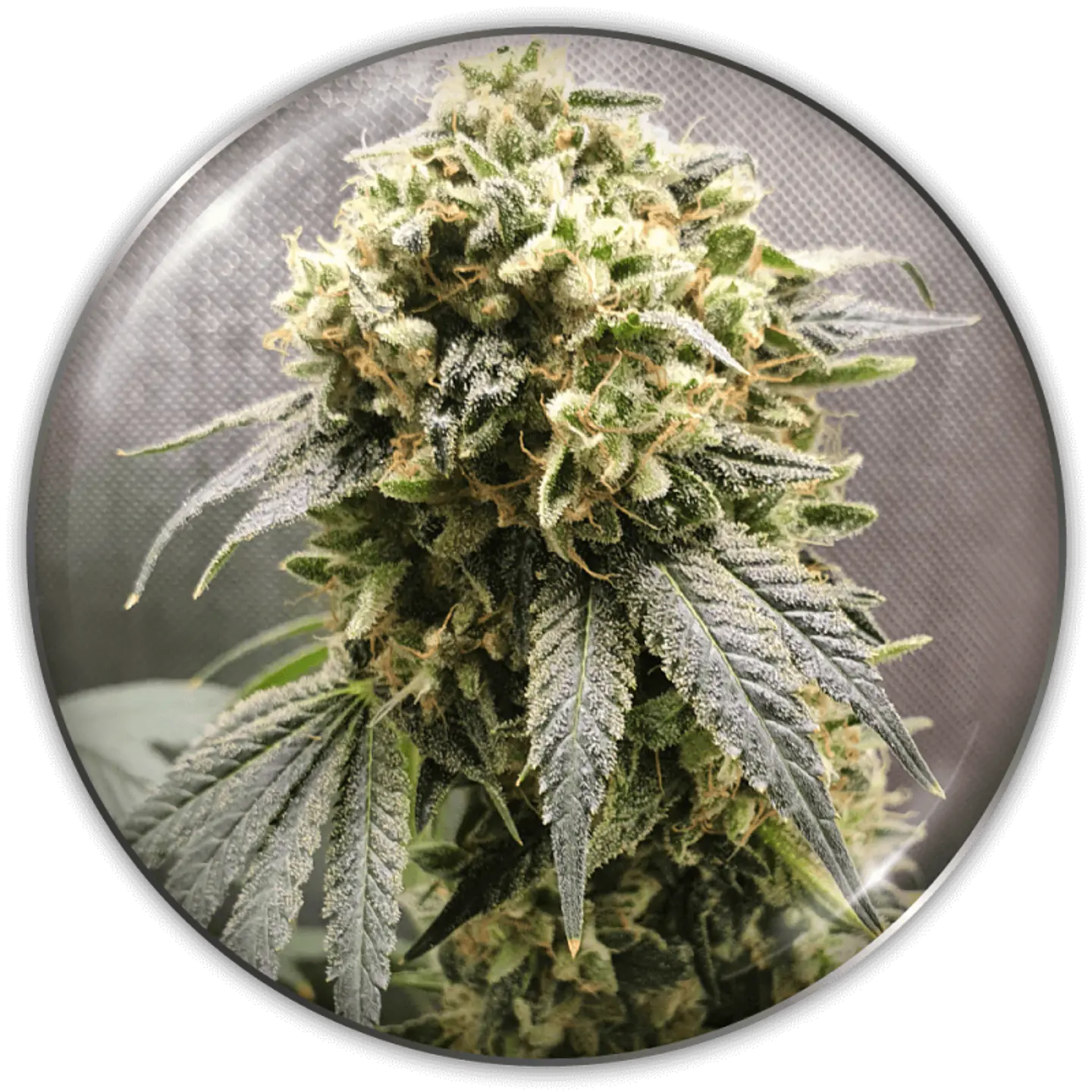 Superfruit CBD X 3 (+ 2 Promo) – Medical Seeds 1