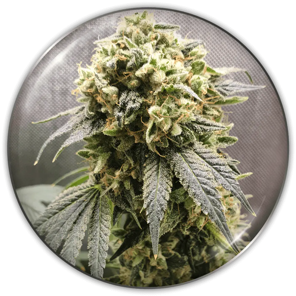 Superfruit CBD X 3 (+ 2 Promo) – Medical Seeds 1
